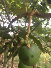 Solanum grandiflorum