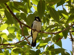 Sporophila lineola