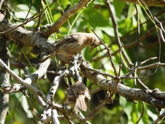 Coryphistera alaudina