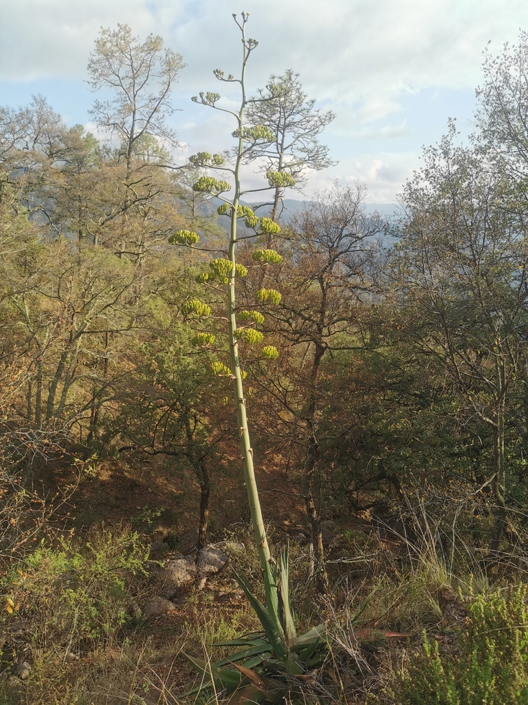 Agave wocomahi, 35637 Dgo., México
