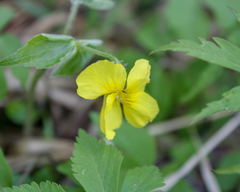Viola uniflora