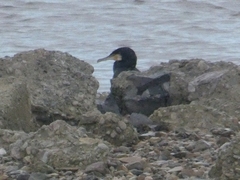 Phalacrocorax carbo