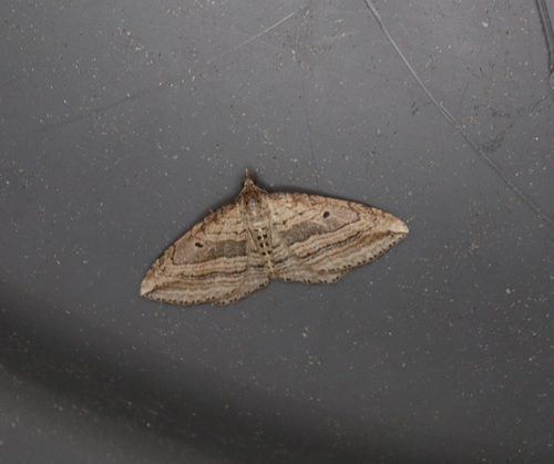 Oblique Carpet