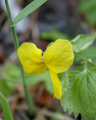 Viola uniflora