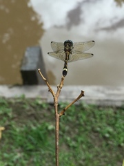 Micrathyria hypodidyma