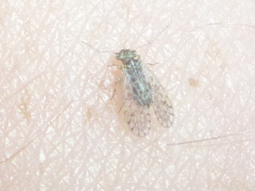 Philotarsidae