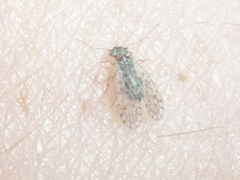 Philotarsidae