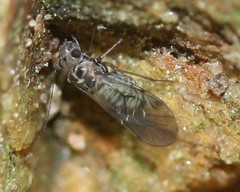Blastopsocus lithinus