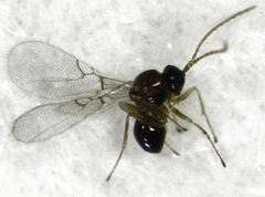 Alloxysta thorpei