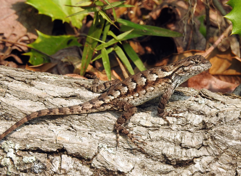 Eastern Fence Lizard