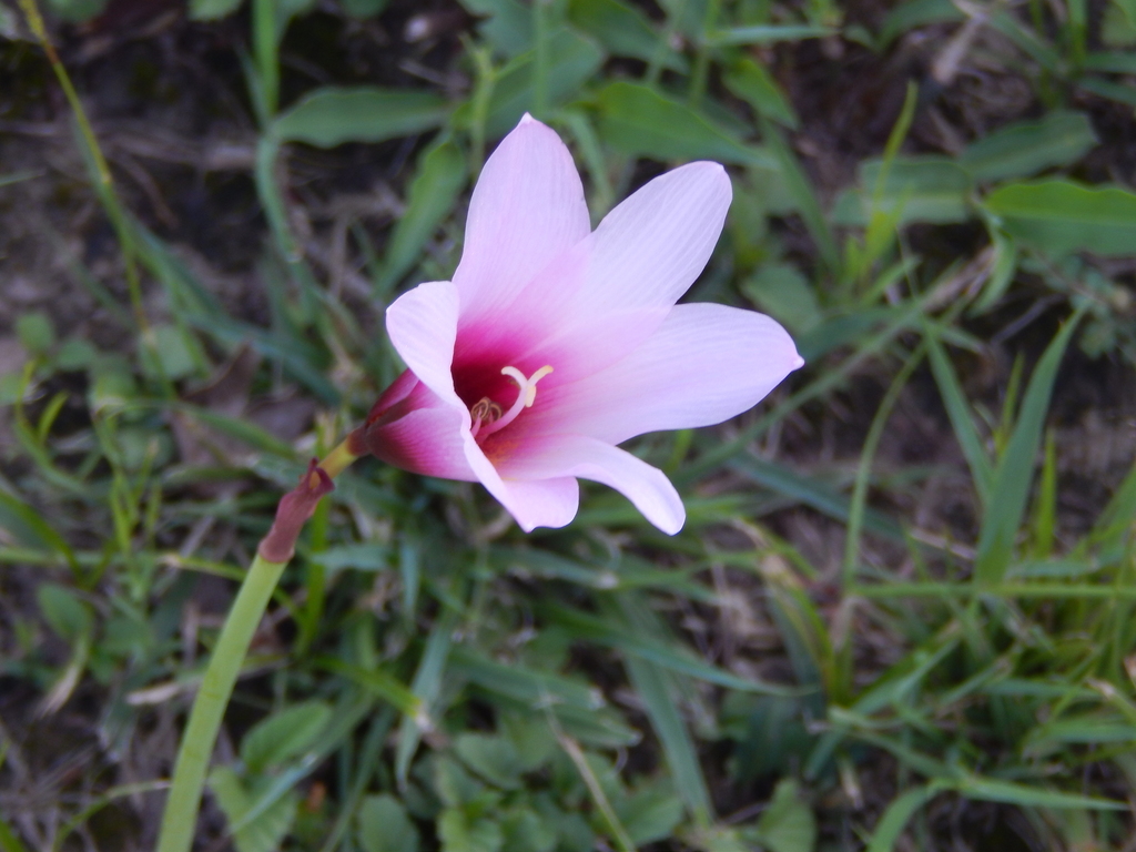 Zephyranthes brachyandra