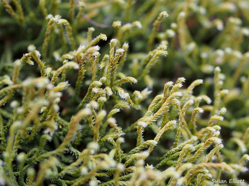 Hedwigia ciliata