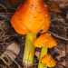 Hygrocybe conica - Photo (c) bob15noble,  זכויות יוצרים חלקיות (CC BY-NC), uploaded by bob15noble
