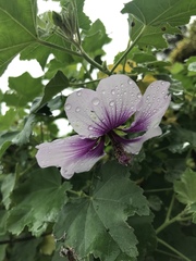 Malva subovata