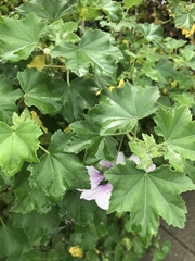 Malva subovata