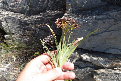 Miniflower Bushiris (Nivenia parviflora)