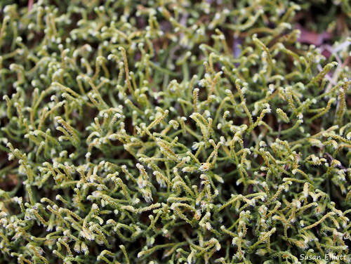 Hedwigia ciliata