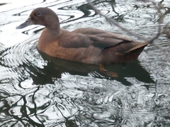 Anas platyrhynchos × Cairina moschata