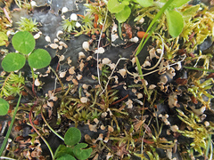 Peltigera hymenina