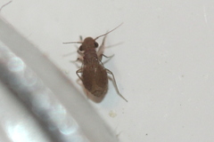 Rhyopsocus eclipticus