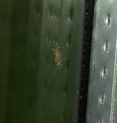 Graphopsocus cruciatus