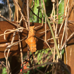 Battus polydamas lucayus