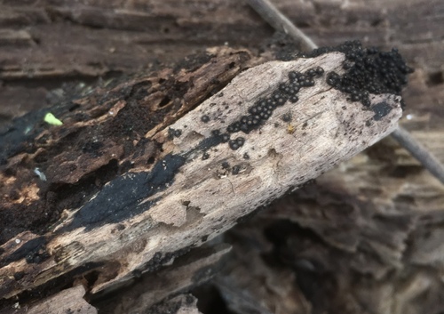 Byssosphaeria schiedermayeriana image