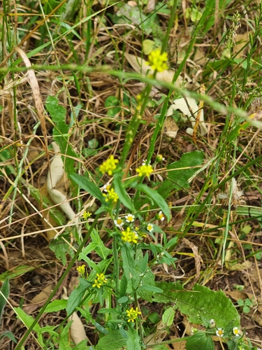 Sisymbrium officinale image