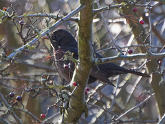 Turdus merula