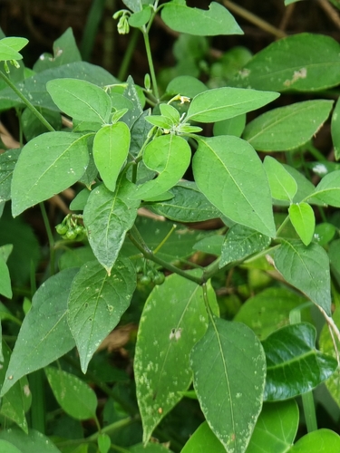 Solanum chenopodioides image