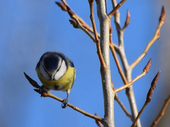Cyanistes caeruleus