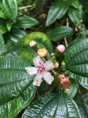 Melastomataceae