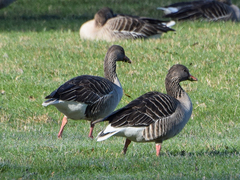 Anser anser
