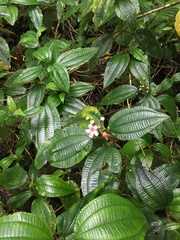 Melastomataceae