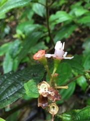 Melastomataceae