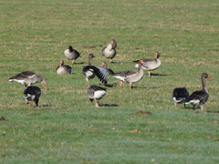 Anser anser