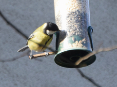 Parus major