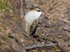 Certhia brachydactyla