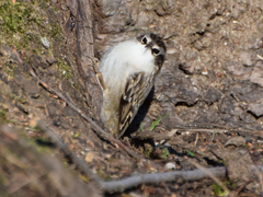 Certhia brachydactyla