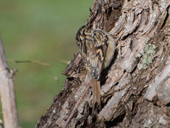Certhia brachydactyla
