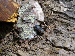 Erichius vittatus vittatus