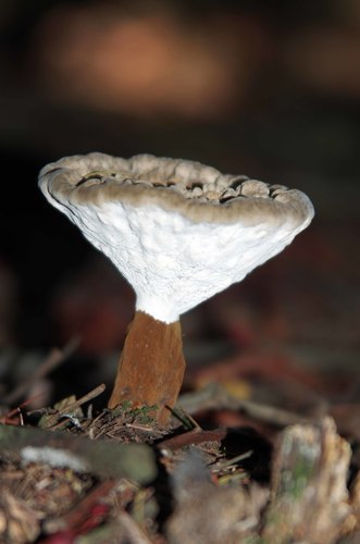 red-staining stalked polypore