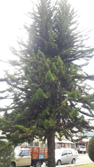 Araucaria