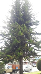 Araucaria