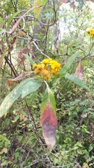 Verbesina oncophora