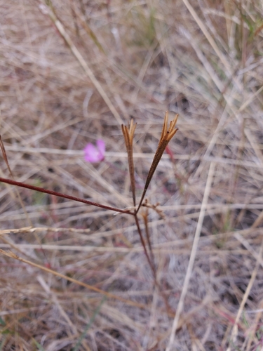 Image of Presidio Clarkia (Clarkia franciscana) by no rights reserved