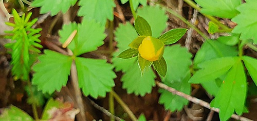 Potentilla image