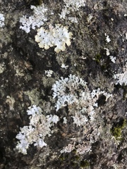Physconia detersa