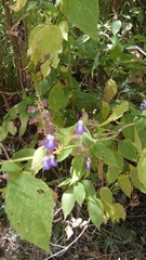 Salvia plurispicata