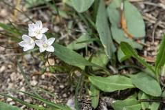 Claytonia